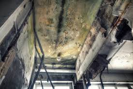 Best Asbestos and Lead Testing During Mold Inspection in Hallowell, ME